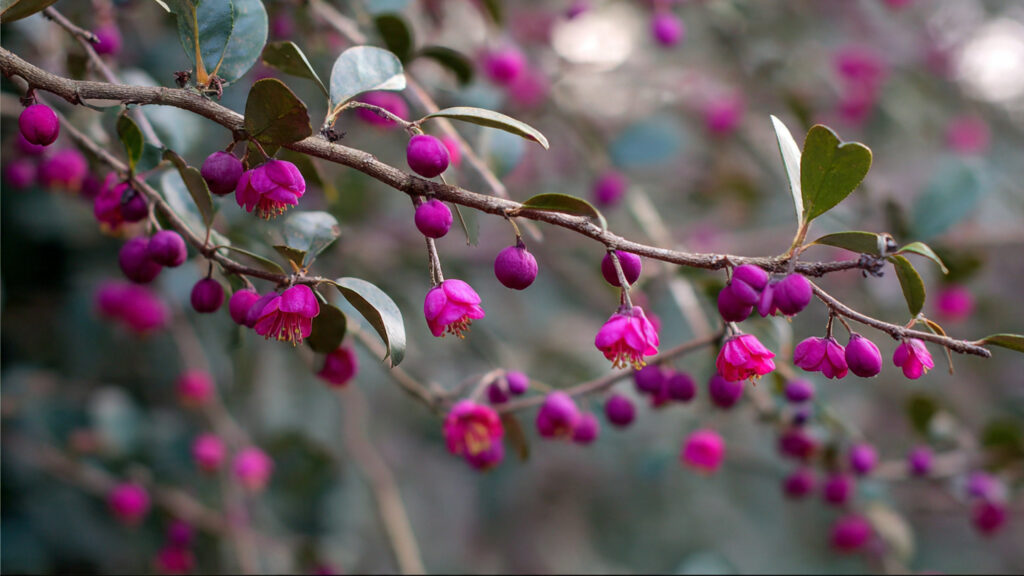 10 Essential Garden Plants That Require Pruning In The Crucial Window Of January Or February