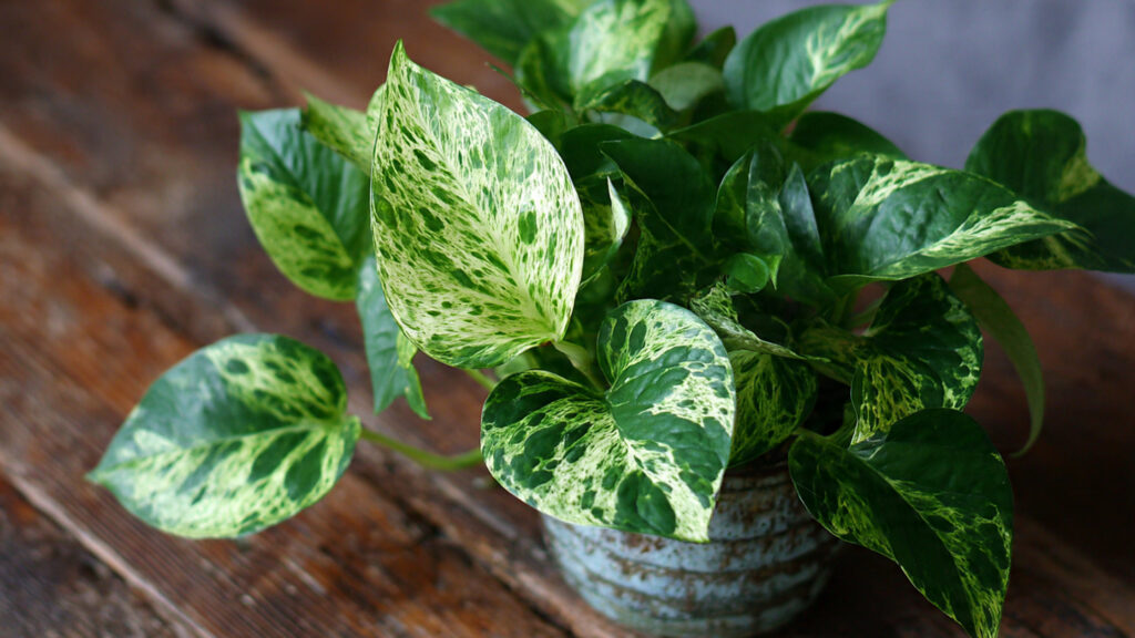 10 Gorgeous Pothos Plant Varieties Every Indoor Plant Lover Should Grow at Home