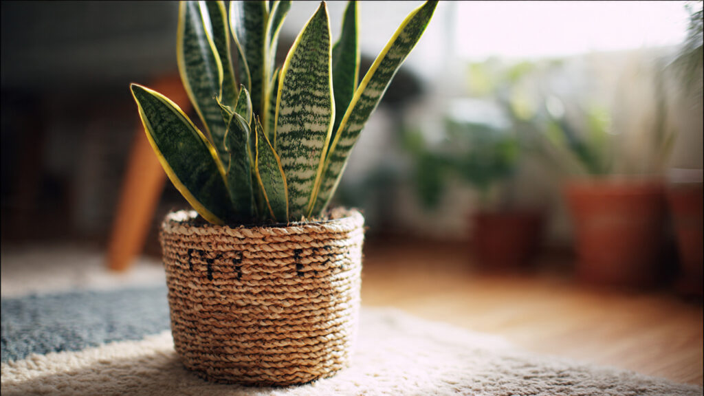 10 Must-Have Snake Plants to Freshen Up Your Home Naturally