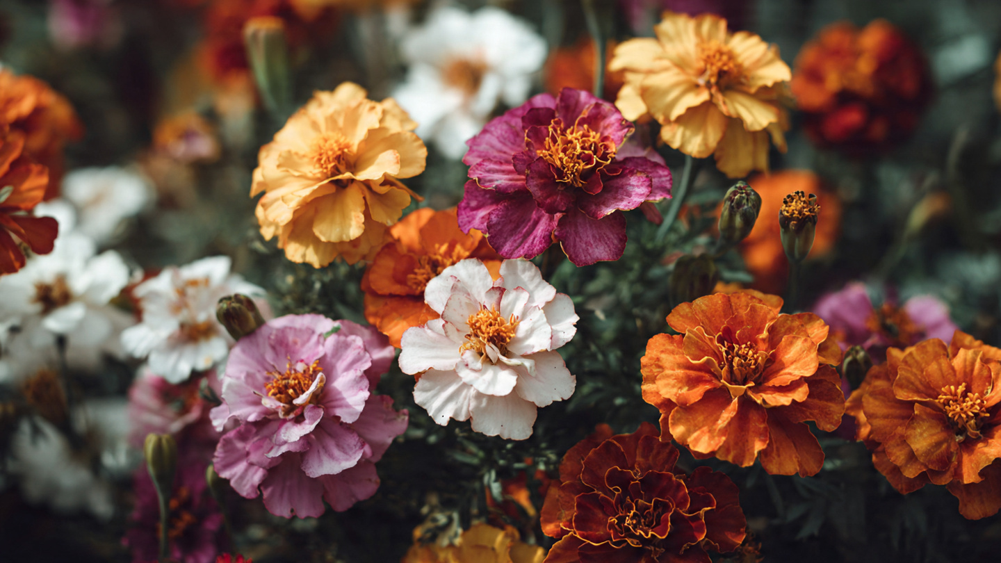 Flowers Less 11 Low Maintenance Flowers That Thrive Even If You Forget Them - Garden ...