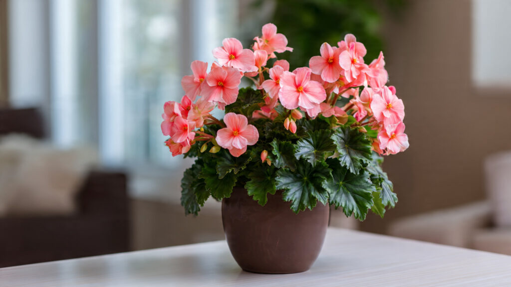 20 Flowering Houseplants to Add Color to Any Room