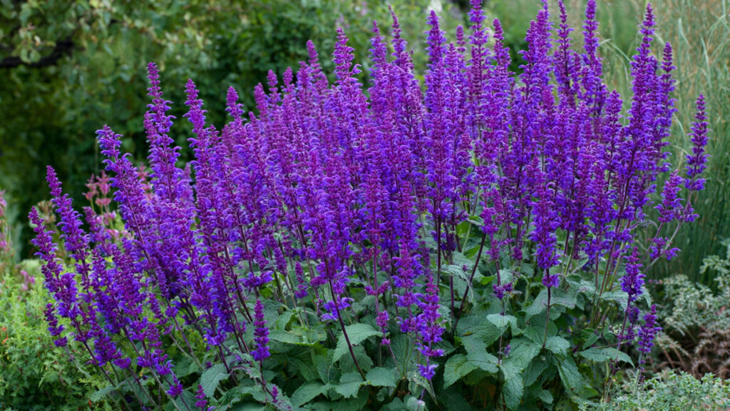 20 Tall Perennials That Bring Color & Drama to Any Space