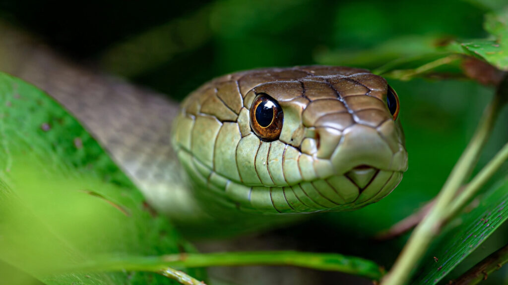 5 Best Plants to Prevent Snakes from Entering Your Garden