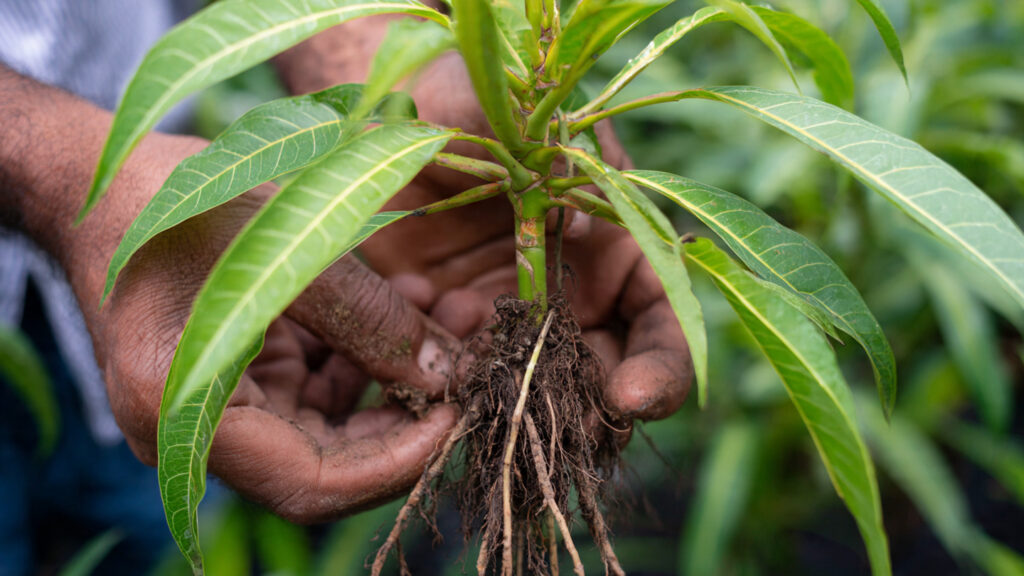 5 Easy Home Methods to Root Mango Stem Successfully