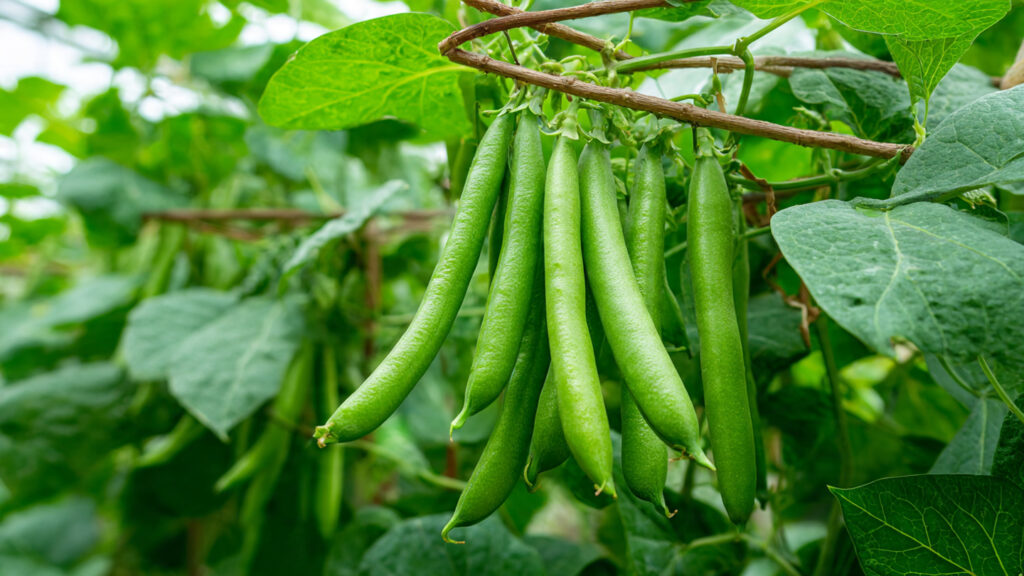 5 Fast-Growing Vegetables You Can Harvest in Under 30 Days for Quick Results