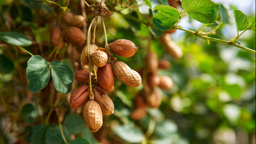 5 Surprisingly Effective Ways to Grow Peanuts and Double Your Yield