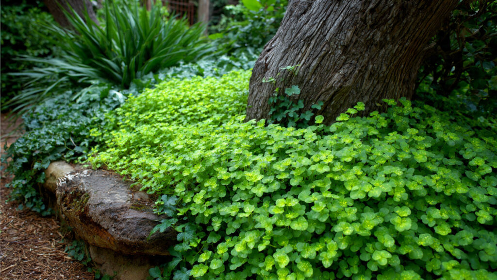 5 Unique Ground Cover Plants That Return Every Year for Effortless and Beautiful Landscaping