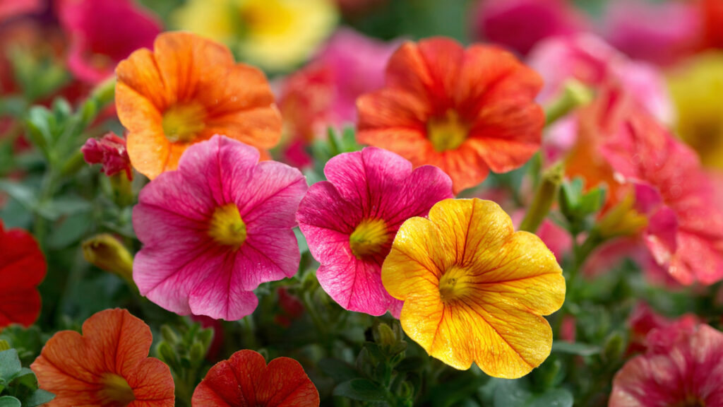 6 Fast-Growing Annuals That Instantly Brighten Your Yard with Color and Life