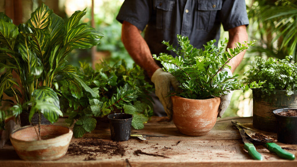 6 Plants to Prune in the Fall (and 3 You Can Safely Skip)