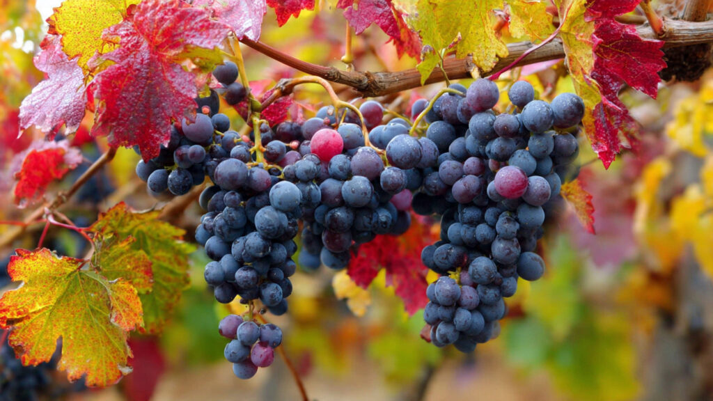 7 Fruit Trees and Vines You Should Prune in January