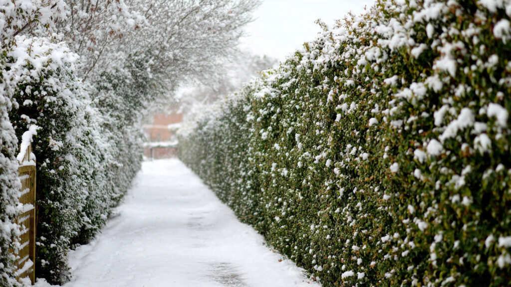 7 Hedge Plants That Look Gorgeous All Winter