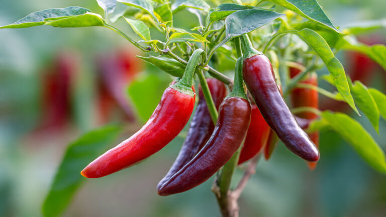 Single Peper 7 Things You Need to Know Before Planting a Single Pepper Seed - Garden ...