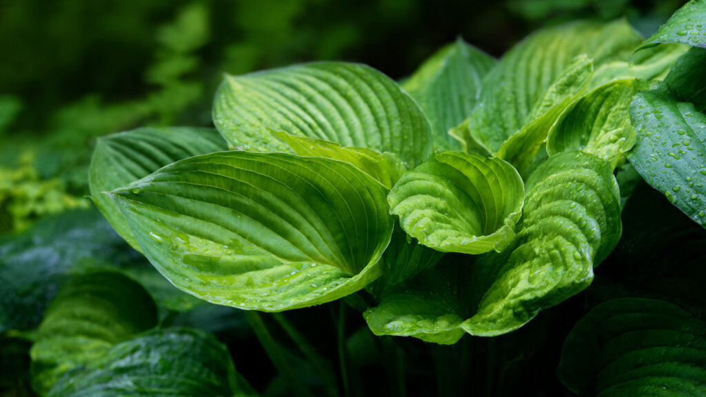 8 Best Fast-Growing Shade Plants for Your Garden That Thrive Easily