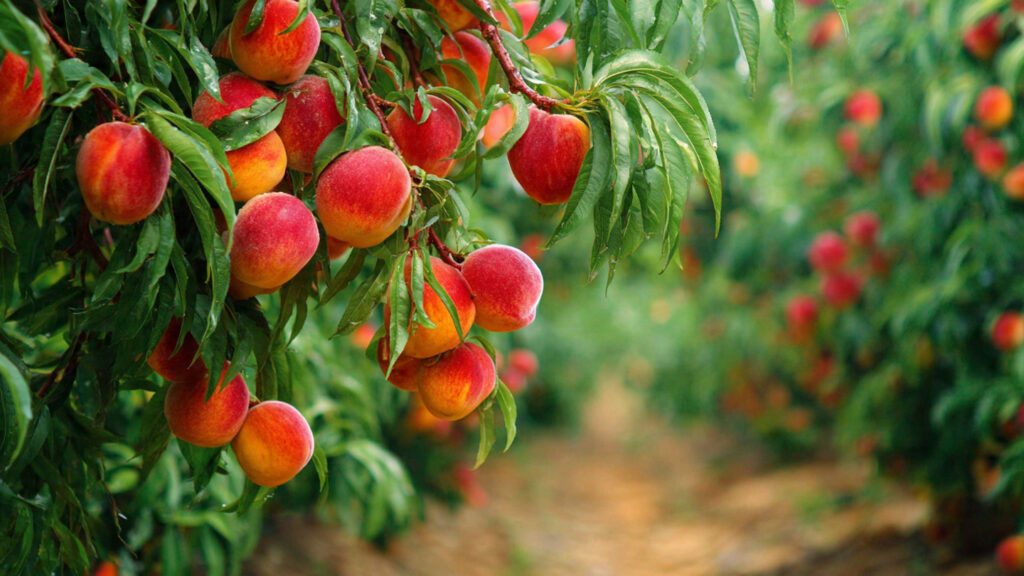 A Complete Guide to Growing Your Backyard Peach Tree for Optimal Fruit Production