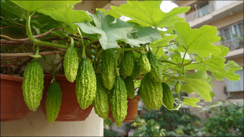 A Complete Guide to Successfully Growing Hybrid Bitter Gourd in Pots for Urban Gardens
