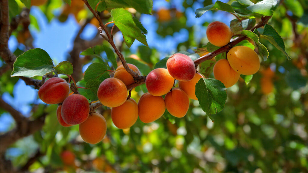 A Comprehensive Guide to Growing Hardy Apricot Trees Without the Need for a Greenhouse in Your Backyard