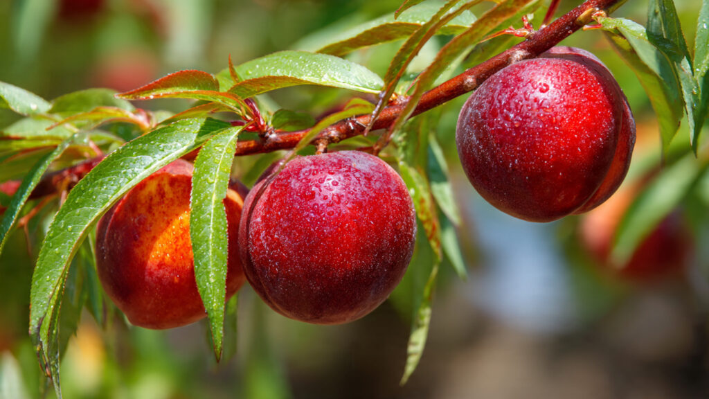 A Comprehensive Guide to Successfully Growing Compact Nectarine Trees in Small Spaces at Home