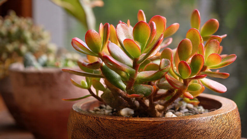 A Comprehensive Guide to Successfully Growing Crassula Jade Shrubs in Your Home Garden from Seeds to Mature Plants