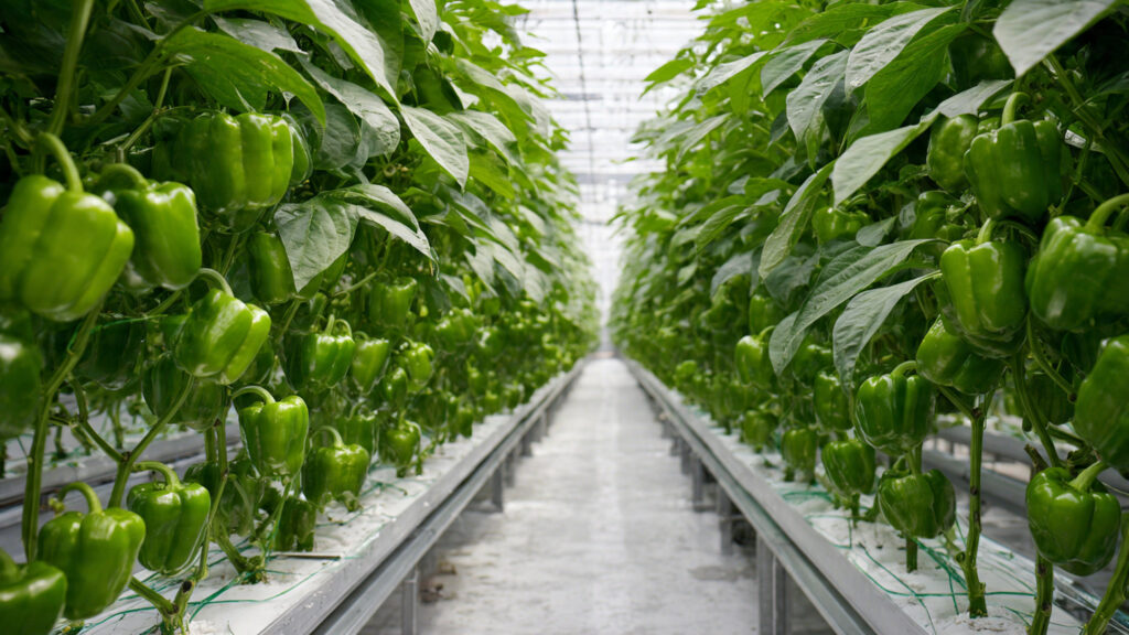 A New High-Productivity Technique for Growing Capsicum Plants with Bigger and Continuous Harvests