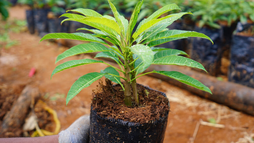 Amazing New Technique: How to Graft Mango Trees Using Bananas for Faster, Stronger Growth!