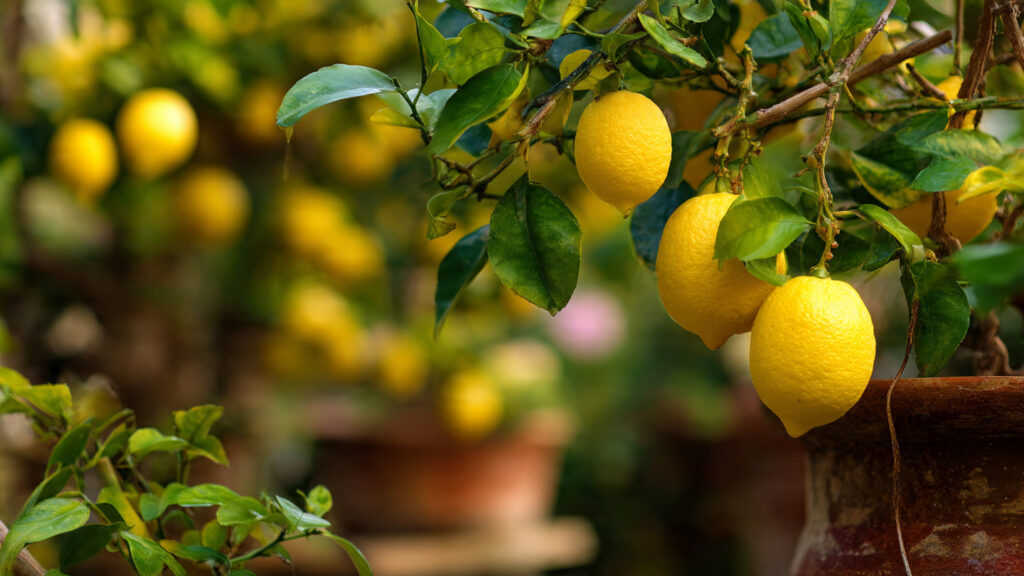 Amazing Technique to Grow Lemons from Seeds | The Complete Step-by-Step Guide for Home Gardeners