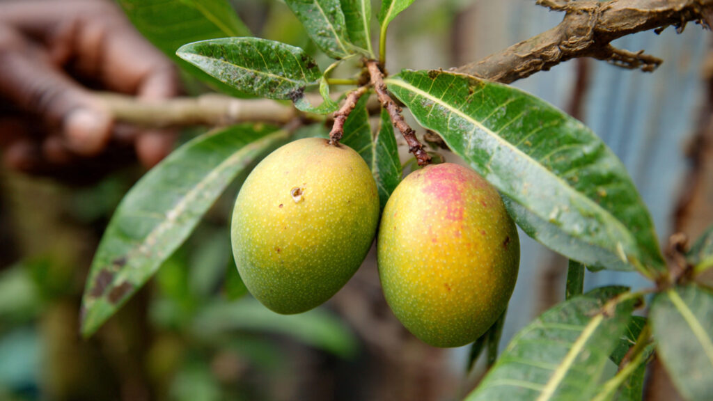 Amazing Trick! How to Propagate Mango Trees Using Ripe Mangoes – Simple, Fast & 100% Practical Guide