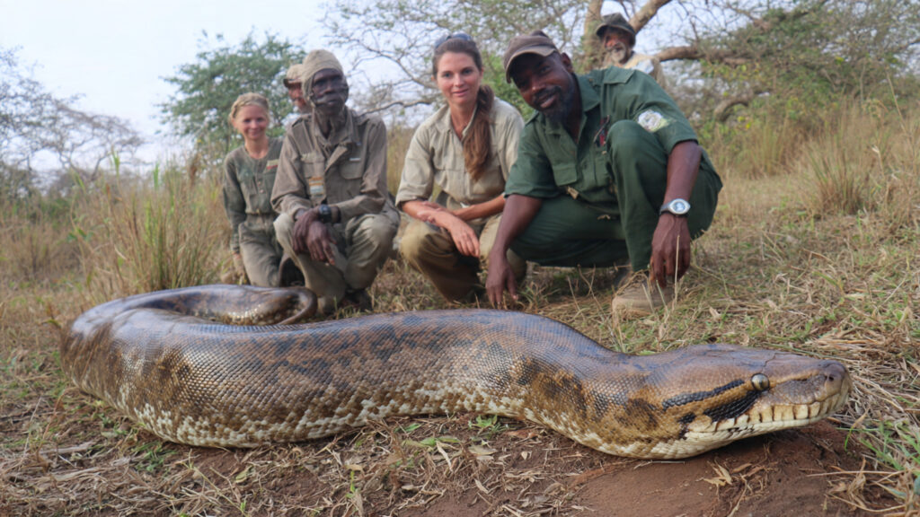 An exceptionally large African python is confirmed by herpetologists during a certified field expedition