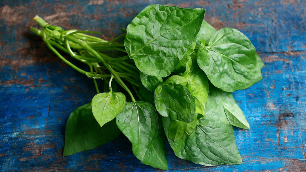 Another Way to Grow Malabar Spinach at Home