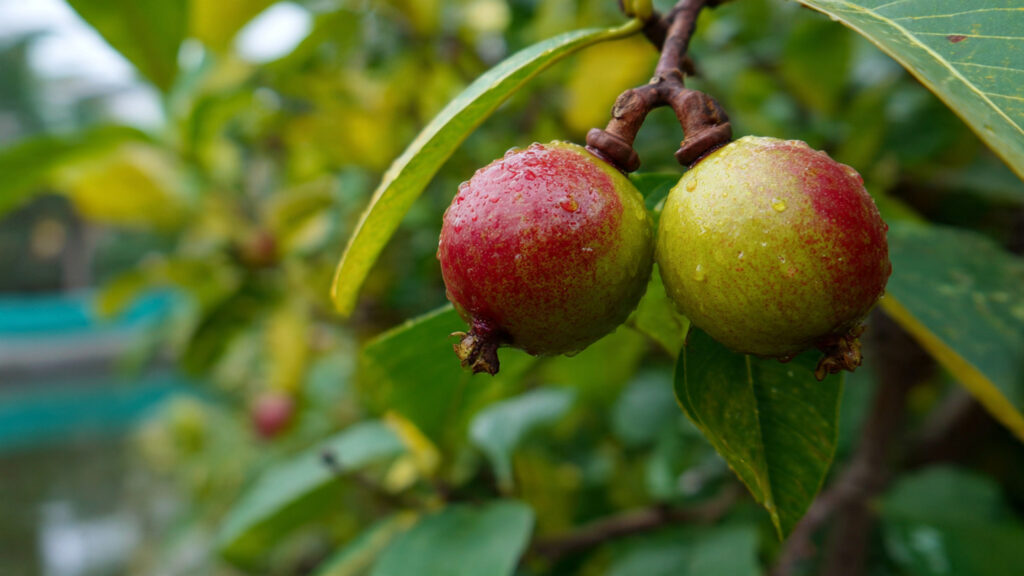 Banana Fusion Grafting: The Surprising Technique to Make Guava Trees Fruit Faster and Heavier!