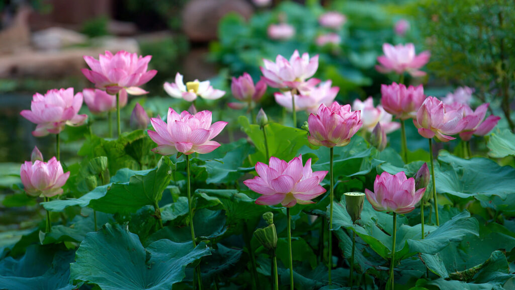 Beautiful Front Yard Garden Ideas: How to Grow Lotus at Home