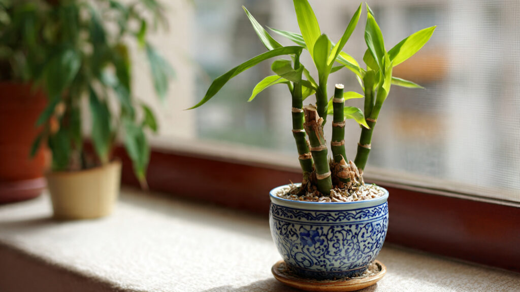 Best Methods for Accelerating Lucky Bamboo Growth Indoors