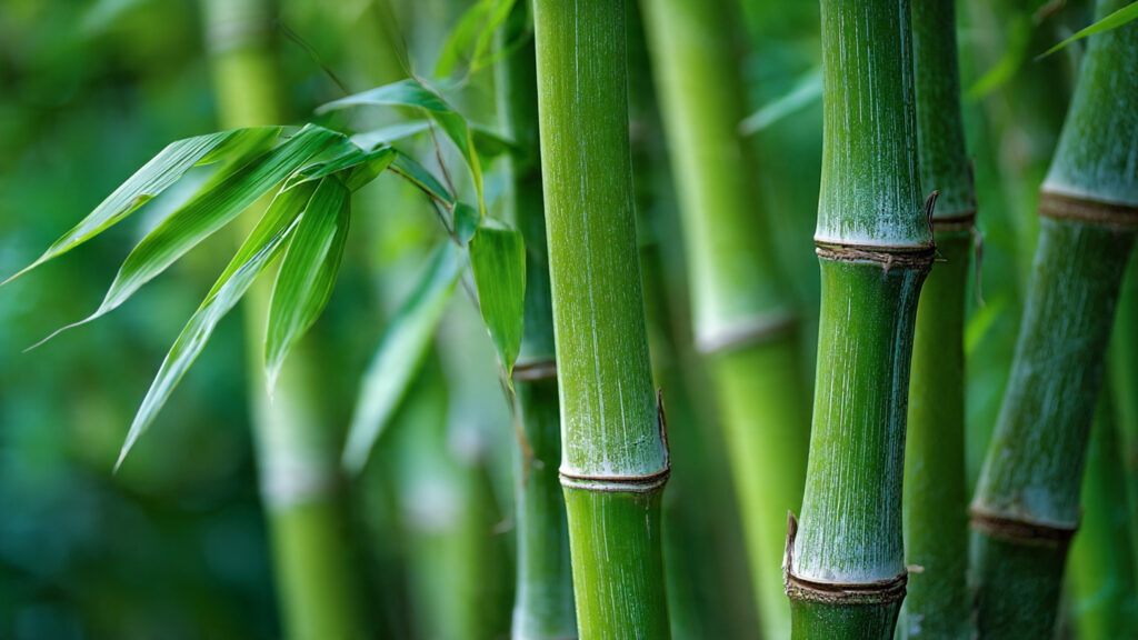 Best Methods for Successfully Growing Bamboo Plants Indoors for Optimal Growth and Aesthetic Appeal