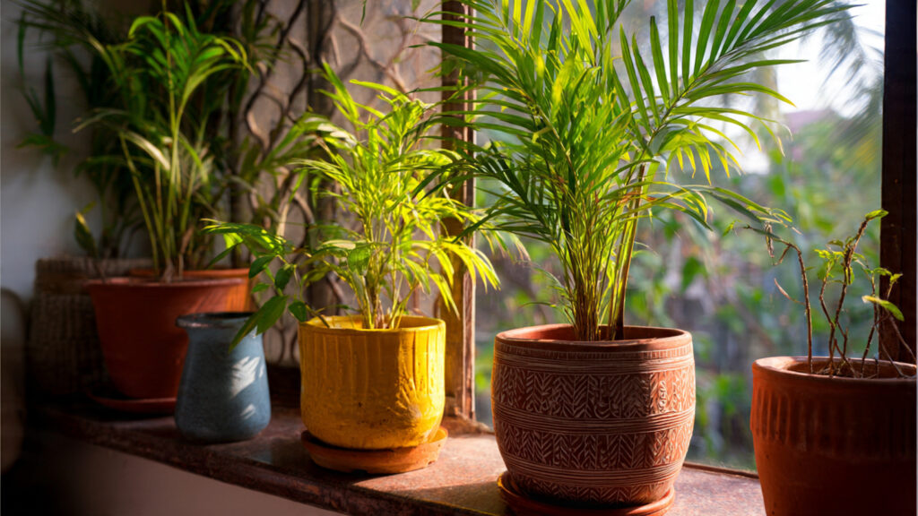Best Methods for Successfully Growing Palm Plants in Low Light Conditions