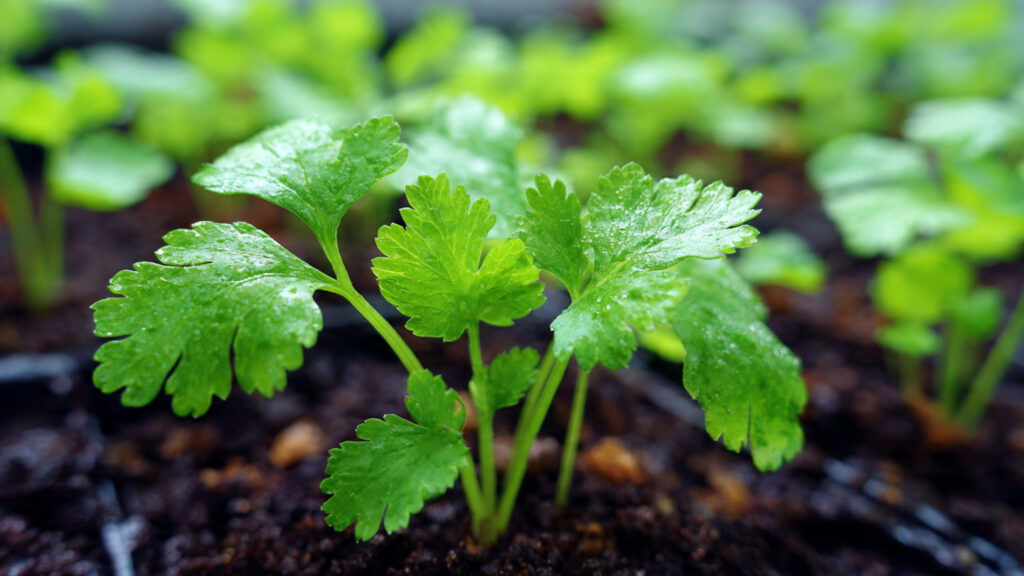 Best Strategies for Achieving Rapid Germination of Coriander Seeds for a Thriving Herb Garden