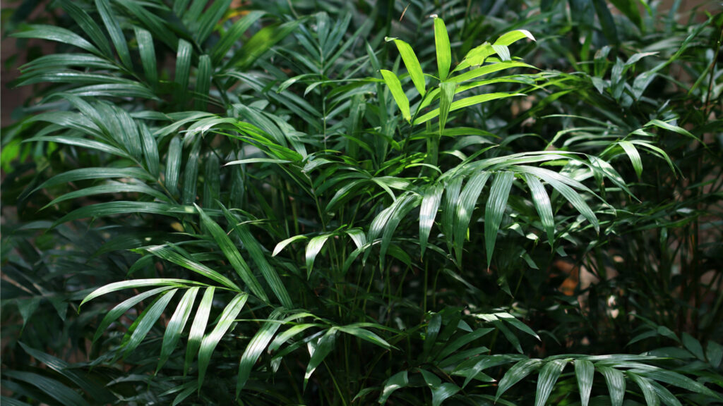 Best Strategies for Successfully Growing Parlor Palm in Shady Environments
