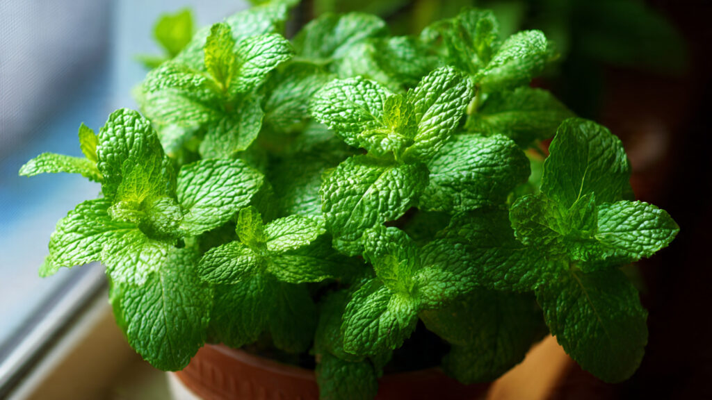 Best Techniques for Growing Mint Plants in Small Spaces with Maximum Yield
