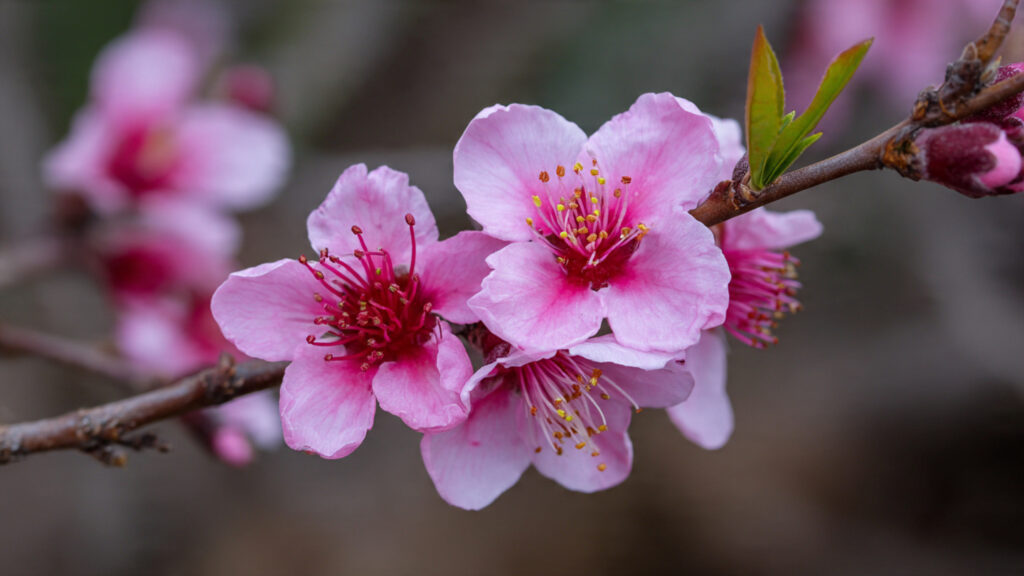 Best Techniques for Safeguarding Nectarine Blossoms from Cold Weather Conditions