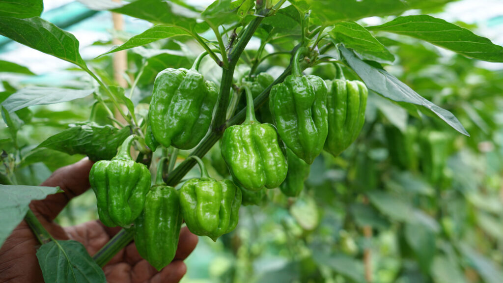 Boost Your Pepper Harvest: The Ultimate Tip That Transforms Your Pepper Plants Into Heavy Producers