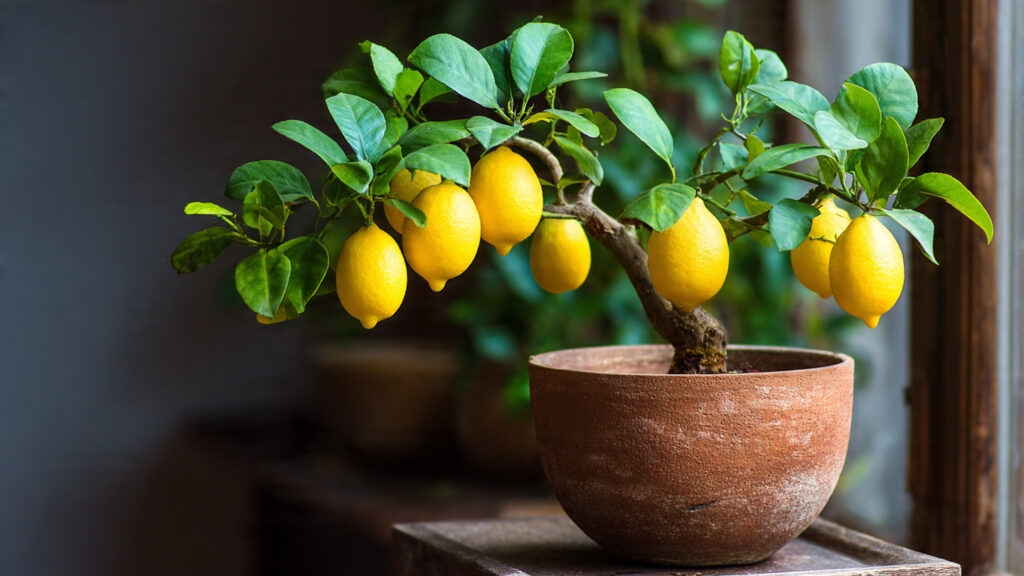 Bright Leaves, Juicy Fruit: How to Care for an Indoor Lemon Tree and Keep It Thriving