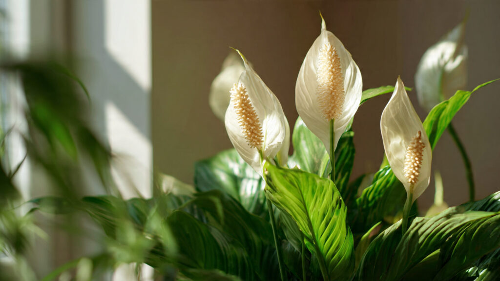 Brown, Crispy Tips on Your Peace Lily? Discover the Hidden Causes and Simple Fixes