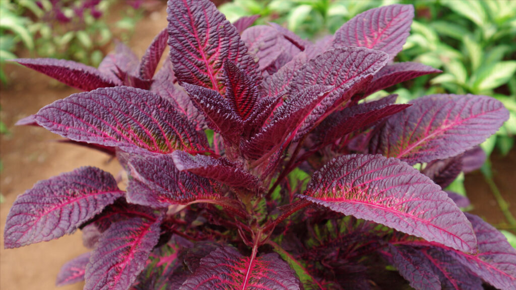 Can You Discover the Best Way to Grow Red Amaranthus Leaves for a Lush Garden?