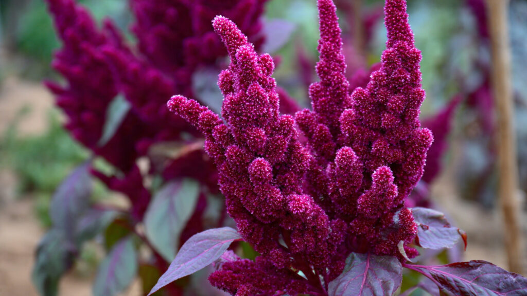 Can You Discover the Simple Way to Grow Amaranthus Fast?