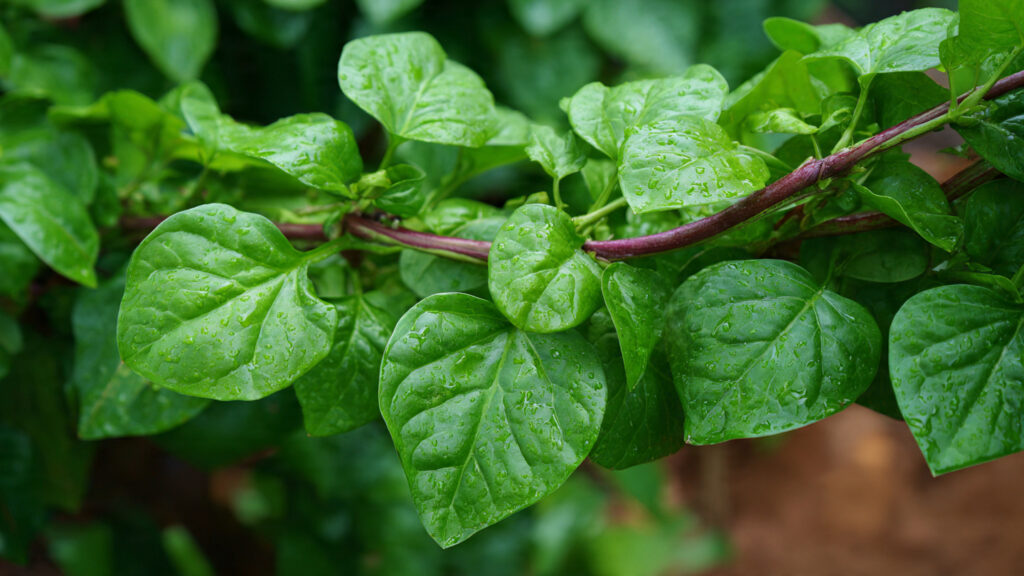 Can You Easily Cultivate Malabar Spinach Bush Type for a Thriving Garden?