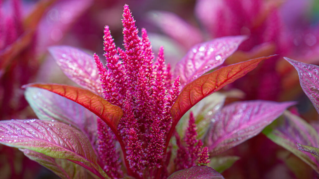 Can You Grow Amaranth: A Complete Guide to Cut and Come Techniques
