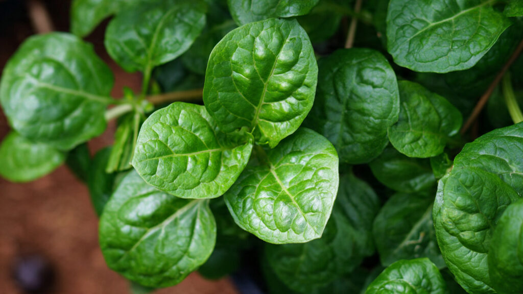 Can You Grow Malabar Spinach Without a Climber?