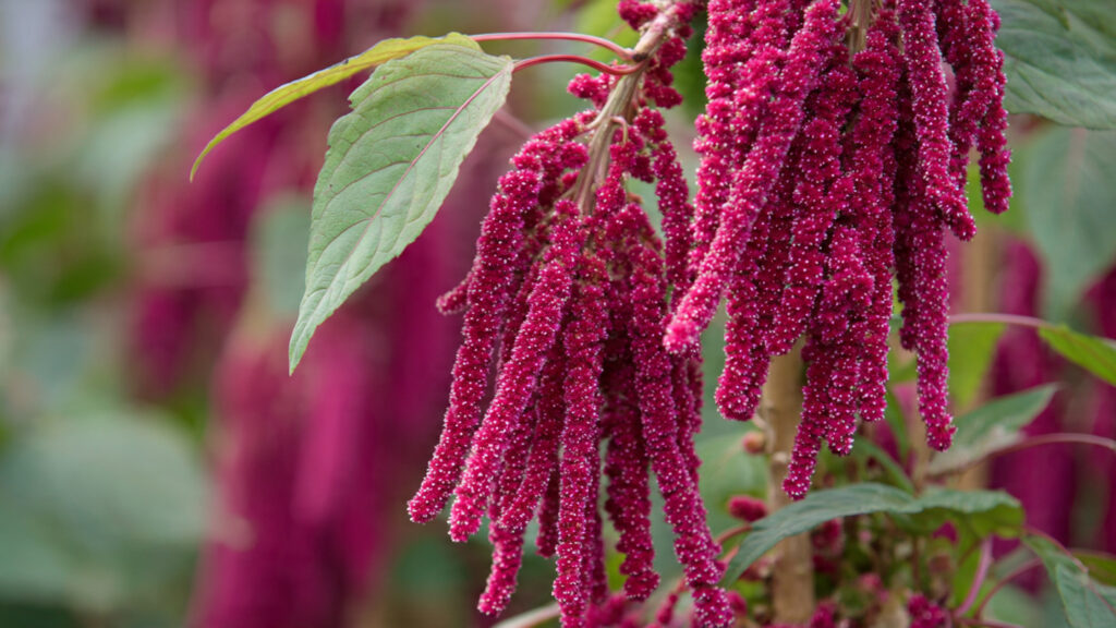 Can You Master the Easy Hack to Grow Amaranthus in Summer?