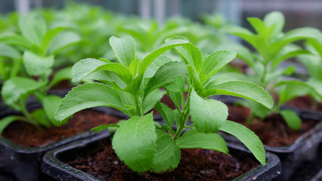 Can You Really Grow Your Own Stevia for a Natural Sugar Substitute?