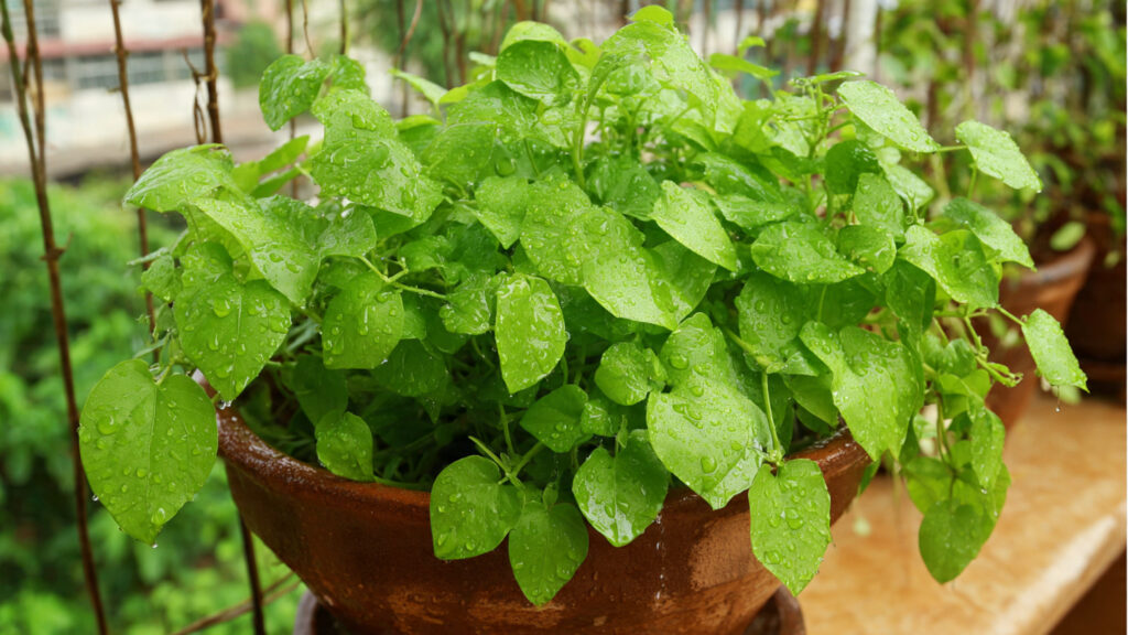 Can You Successfully Grow Basella in a Pot? Discover the Best Method!