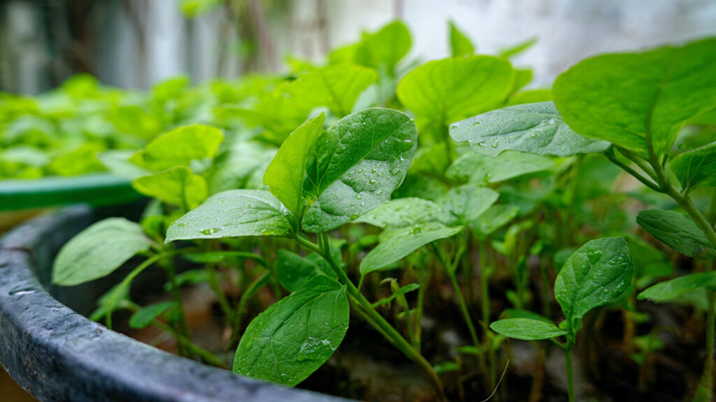 Can You Successfully Grow Green Chaulai in a Container?