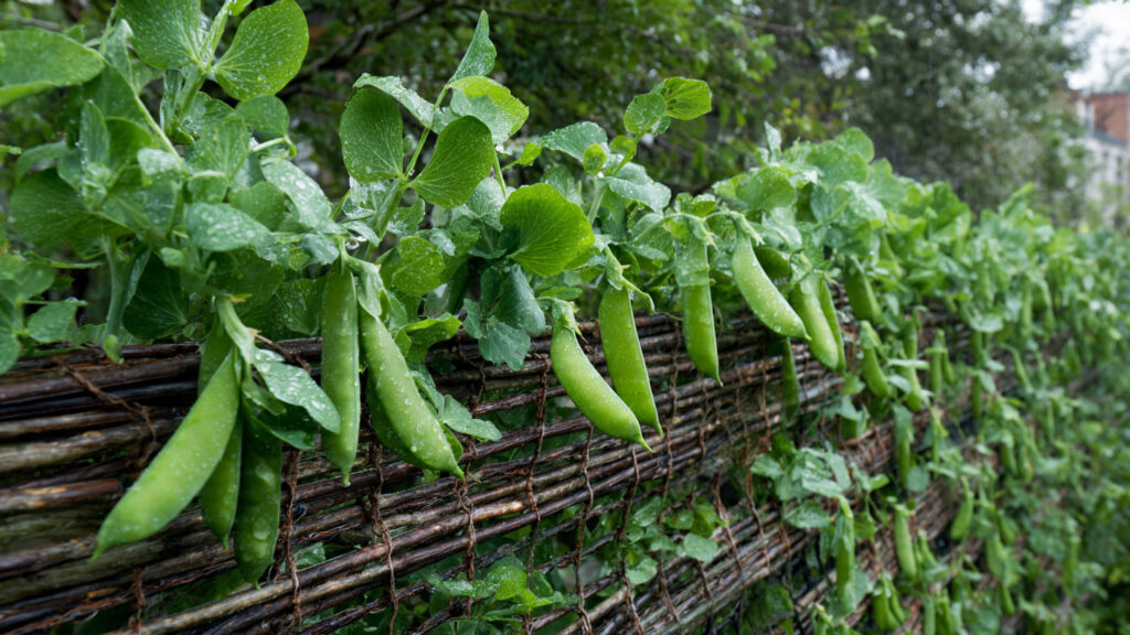 Can You Transform Old Fishing Nets into a Vertical Wall for Sugar Snap Peas?